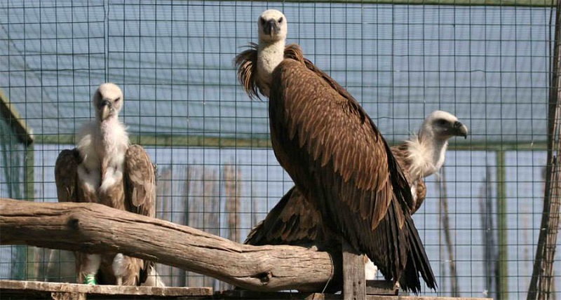 EKPAZ Hellenic Wildlife Hospital