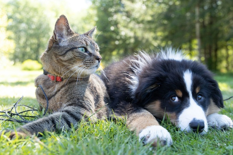 freepik-dog-2.jpg