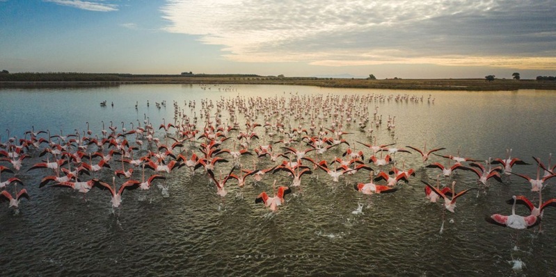 Flamingos versammeln sich am Vistonida-See, einem geschützten Feuchtgebiet von hohem ökologischem Wert, das eine reiche Vogelwelt und vielfältige aquatische Ökosysteme beherbergt. Fotoquelle: Gemeinde Avdera