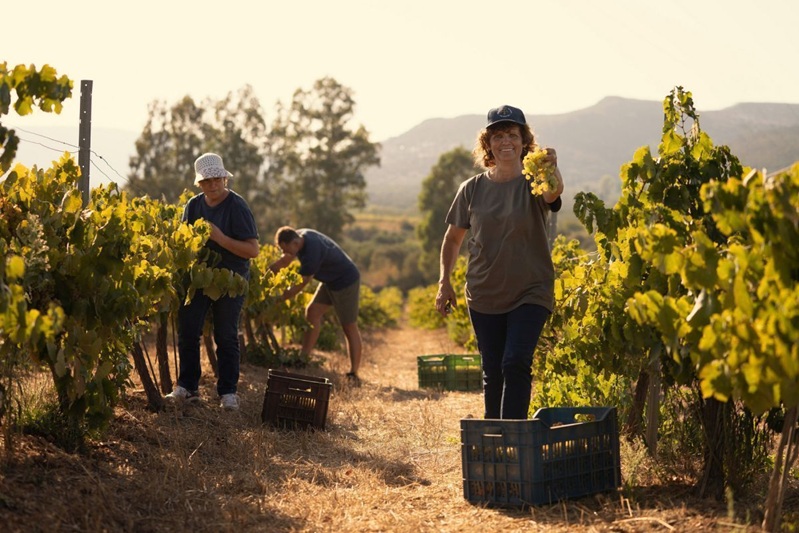 Traubenernte für den Liastos-Malvasia-Wein in Monemvasia – eine historische Tradition der Süßweinherstellung, die bis ins 12. Jahrhundert zurückreicht. Bildquelle: Kulturministerium