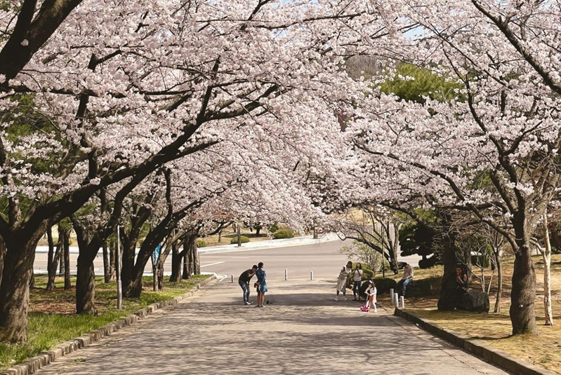 Die Kirschblütenzeit in Japan sorgt weiterhin für eine starke Nachfrage, die mit der Osterreisezeit zusammenfällt.