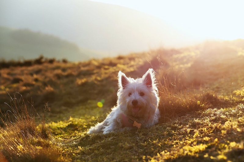 dogs-pexels.jpeg