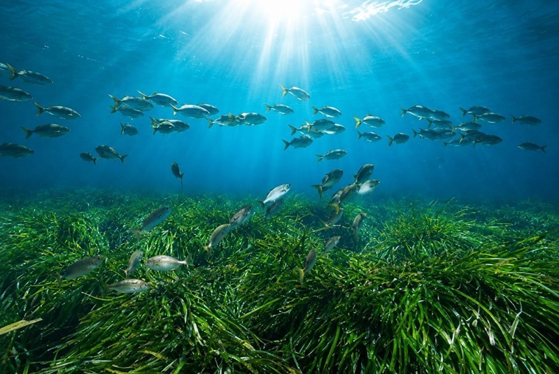 Posidonia-Project-1.jpg